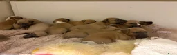 Whippet dogs for sale: Fawn Whippet puppys - Advert 17
