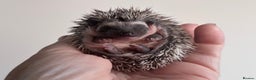 Pygmy Hedgehog rodents for sale: Girls Boys Ethically Bred African Pygmy Hedgehogs - Advert 7