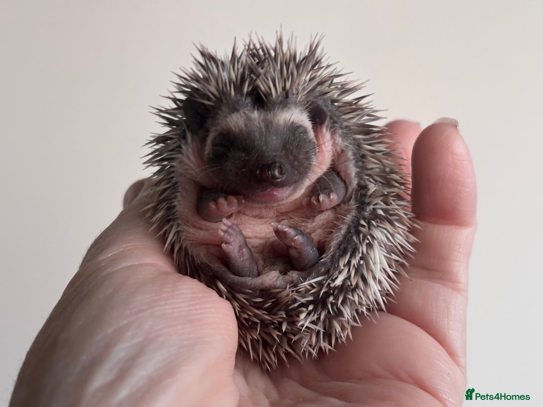Pygmy Hedgehog rodents for sale: Girls Boys Ethically Bred African Pygmy Hedgehogs - Advert 7