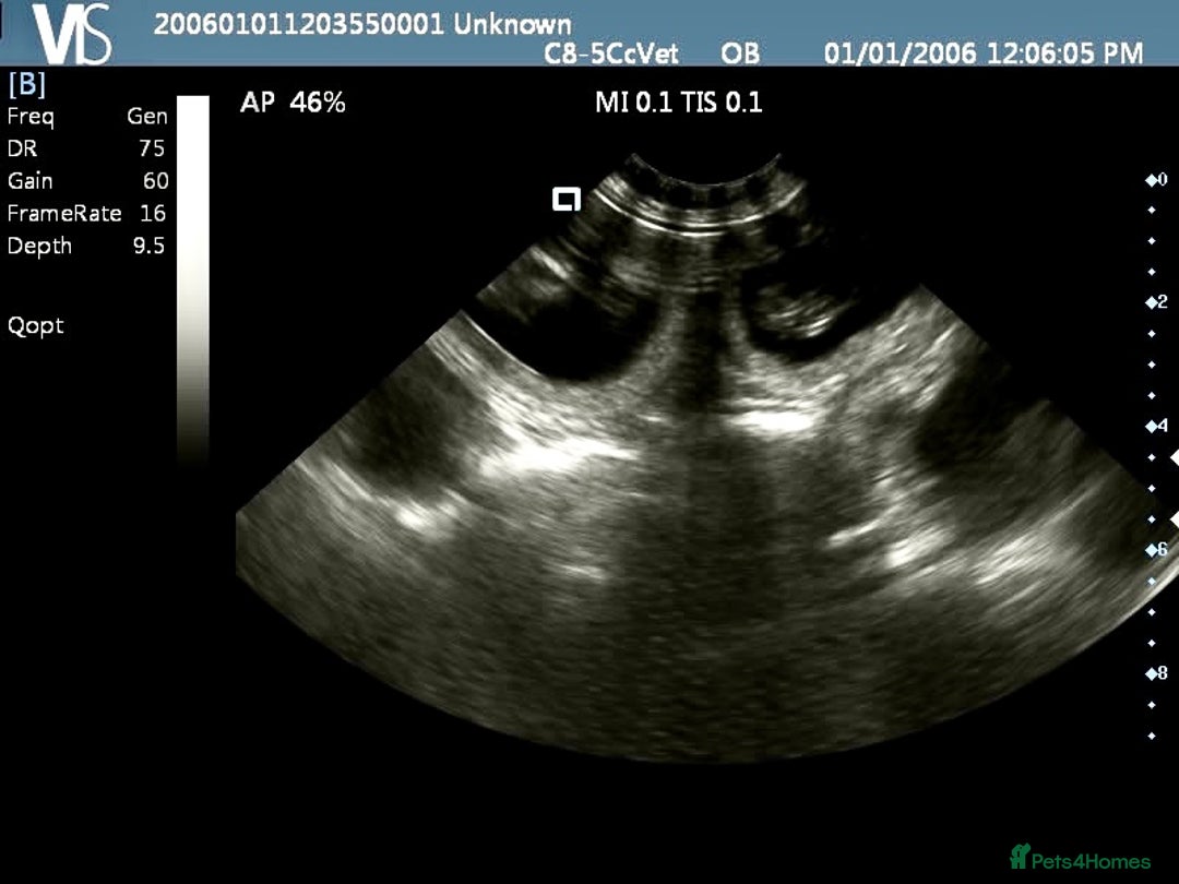 Toy Poodle dogs for stud: Kc health tested fox red Toy poodle for stud  - Image 23