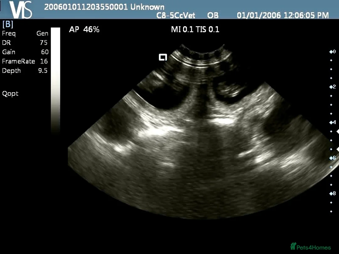 Toy Poodle dogs for stud: Kc health tested fox red Toy poodle for stud  - Advert 24