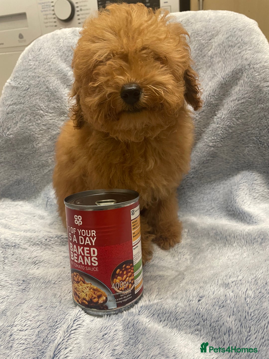 Toy Poodle dogs for sale: Stunning tiny toy poodles  - Advert 9