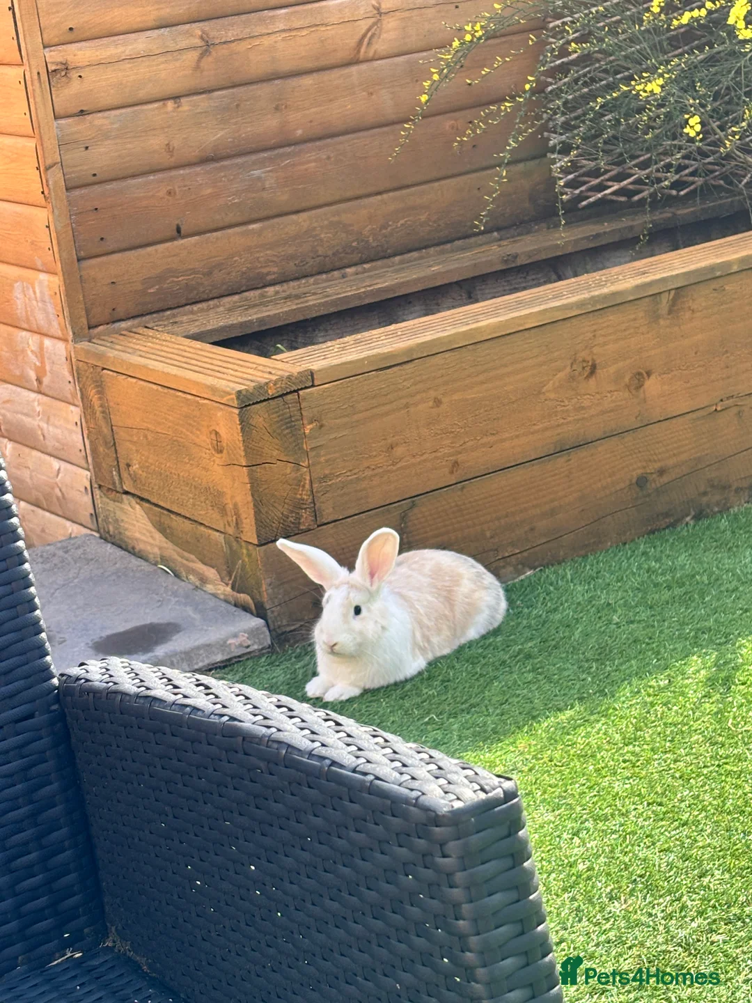 English rabbits for sale: Teddy and Todd - Advert 3