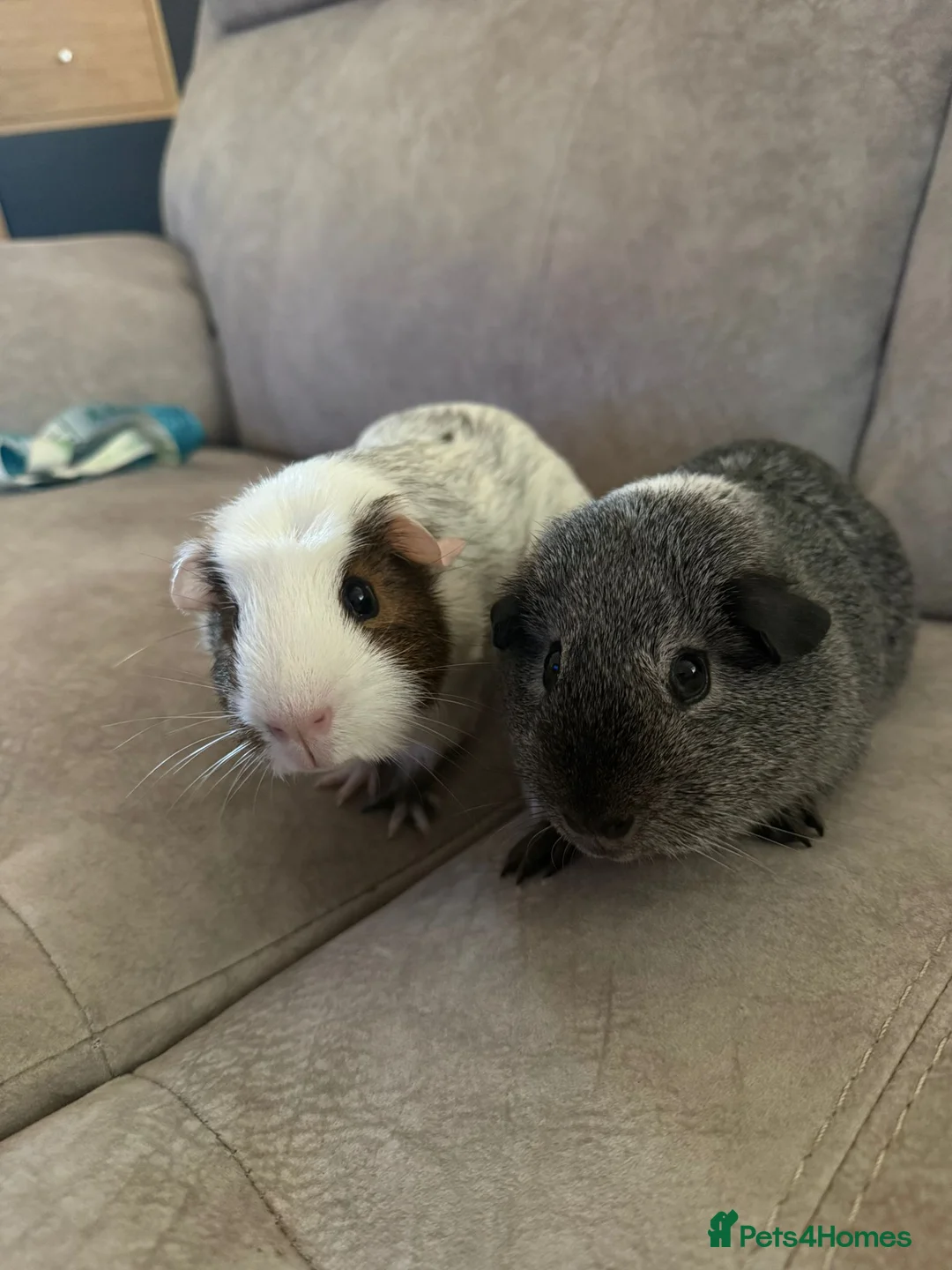 Guinea Pig rodents for sale: 2 Male Guinea Pigs in London - Advert 1