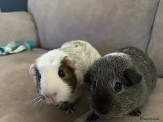 Guinea Pig rodents 2 Male Guinea Pigs - Advert 1
