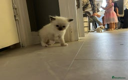 Ragdoll cats for sale: Ragdoll kittens  - Image 10