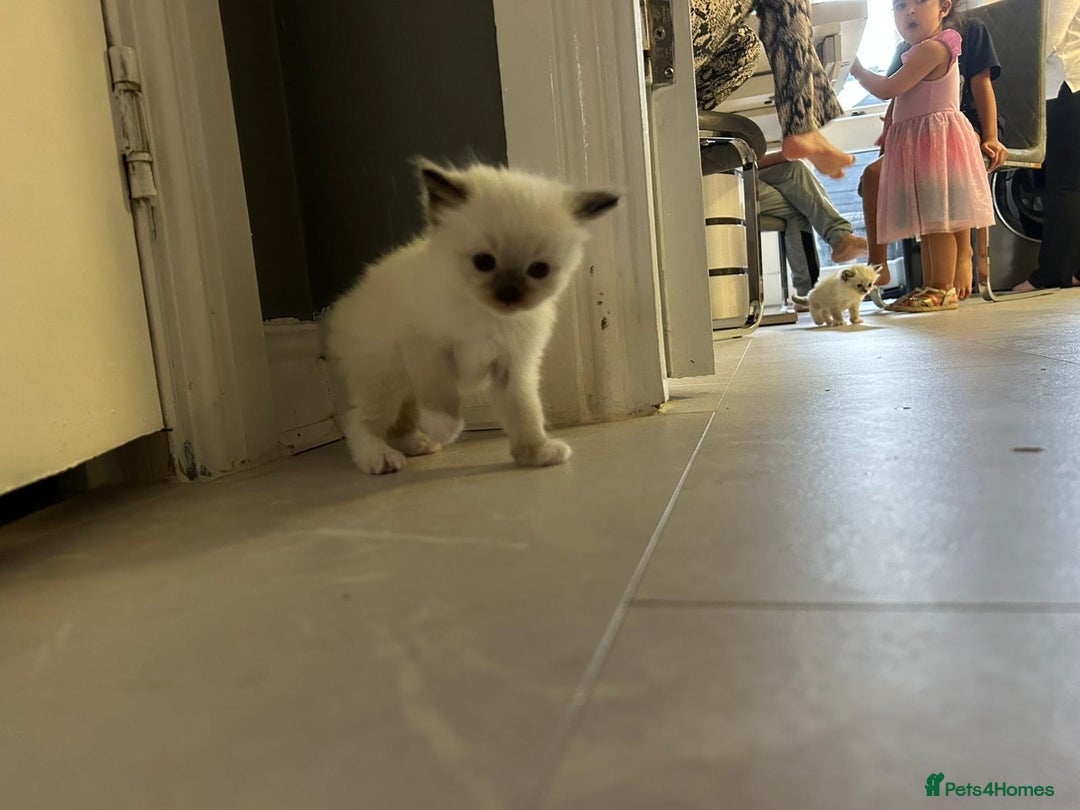 Ragdoll cats for sale: Ragdoll kittens  - Image 10