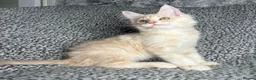 Maine Coon cats for sale: GCCF Maine Coon Kittens.  - Advert 18