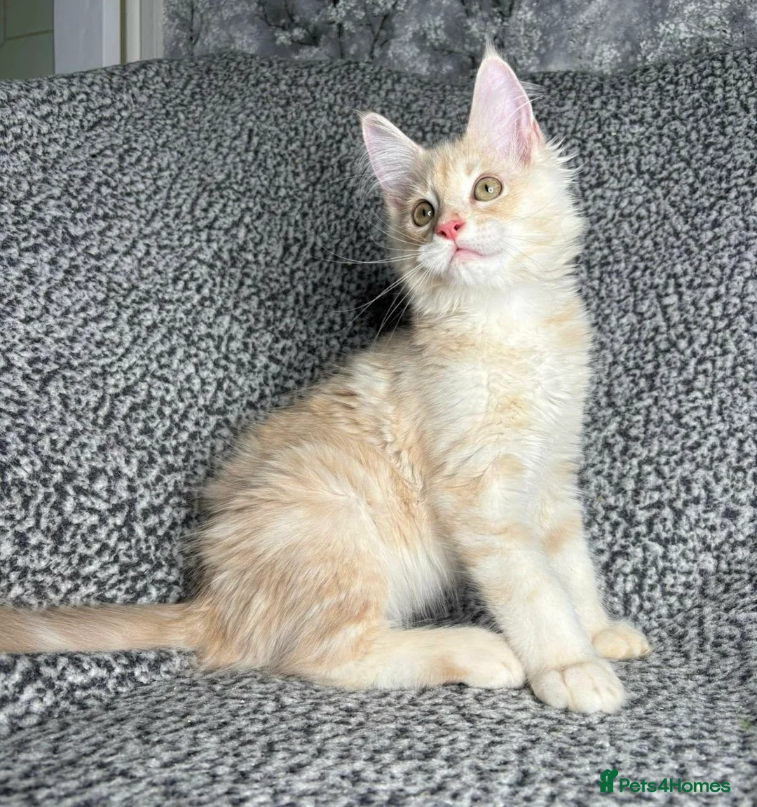 Maine Coon cats for sale: GCCF Maine Coon Kittens.  - Advert 18