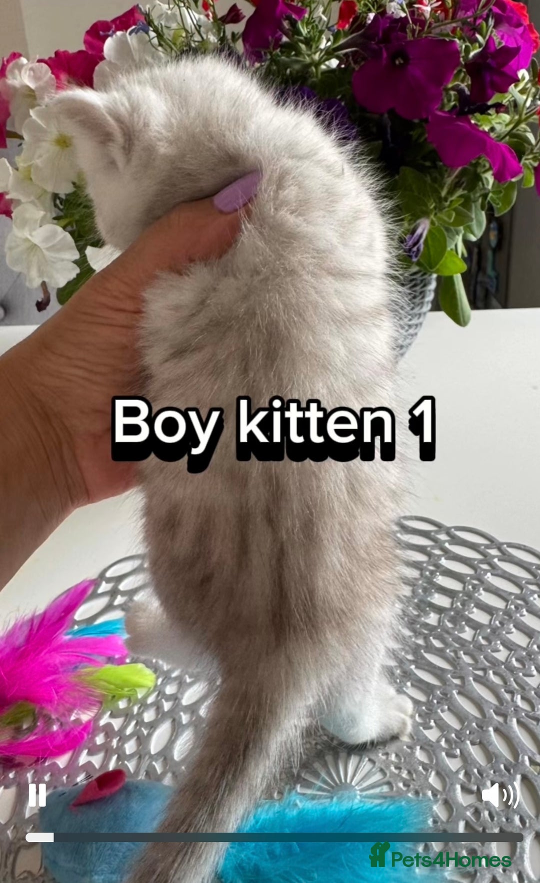 Scottish Fold cats for sale: 4 Scottish Straight Boys  - Image 8