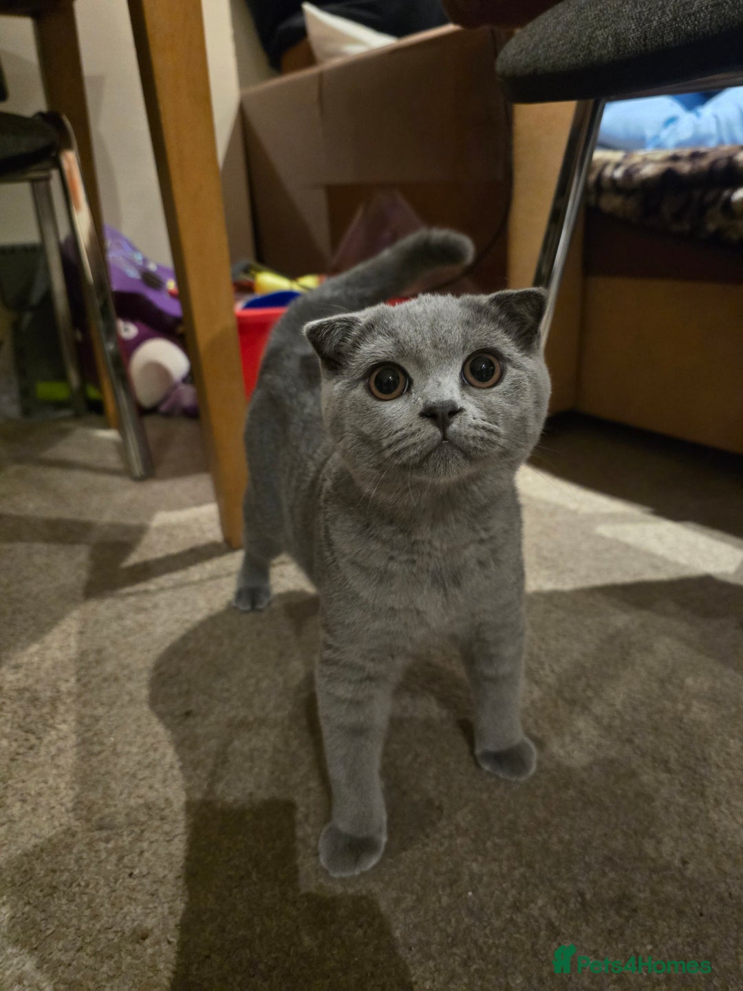British Shorthair cats for sale: British ShortHair with Scottish Fold  - Image 3