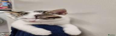 American Shorthair 2