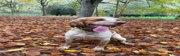 Cocker Spaniel dogs for sale: Leo – 2-Year-Old Lemon Roan Working Cocker Spaniel - Advert 11