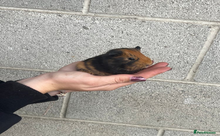 Guinea Pig rodents - Advert 9