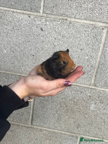 Guinea Pig rodents - Advert 9