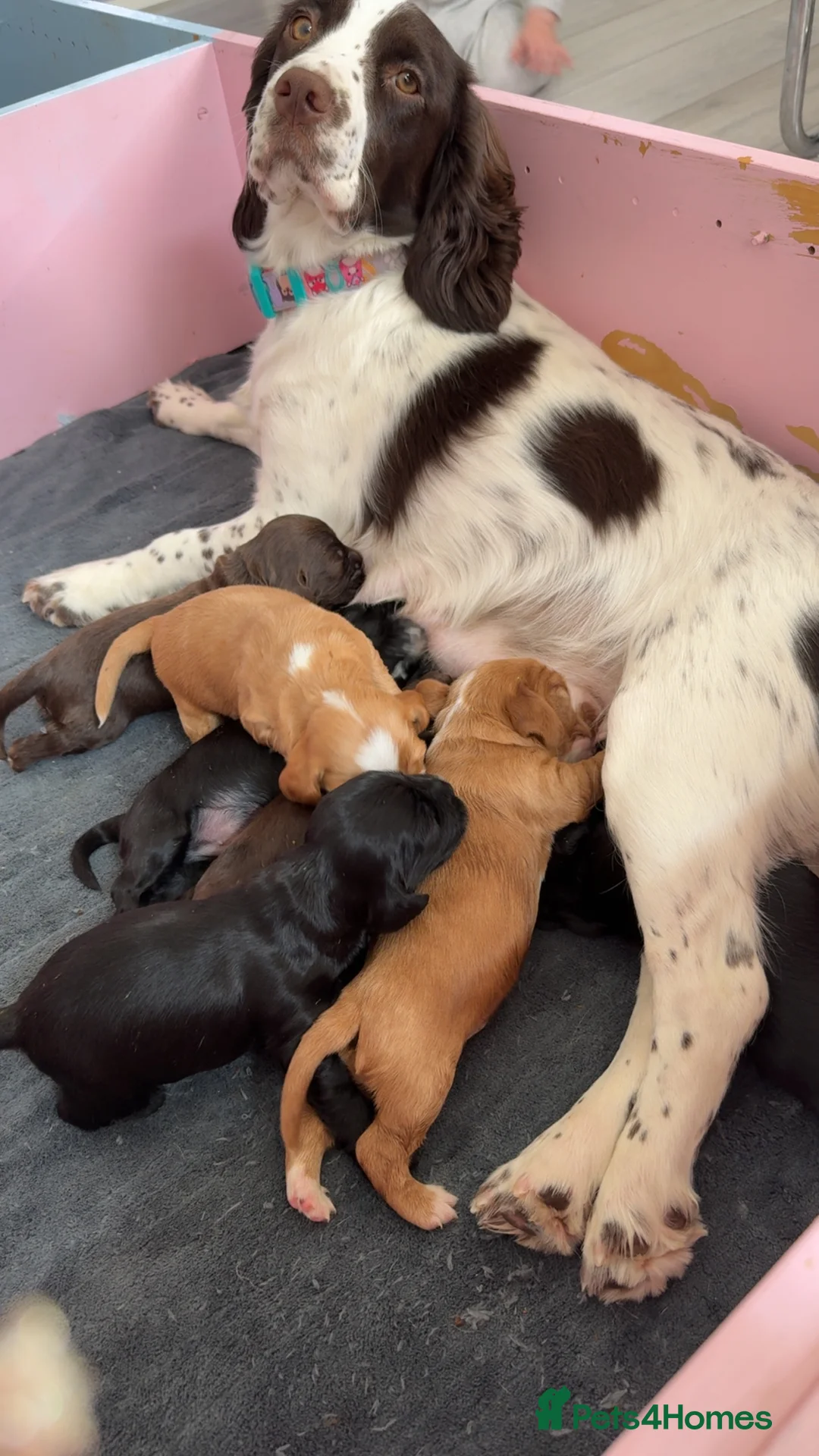 Cocker Spaniel dogs for stud: Proven Beautiful cocker stud available ❤️ in Barnsley - Advert 15