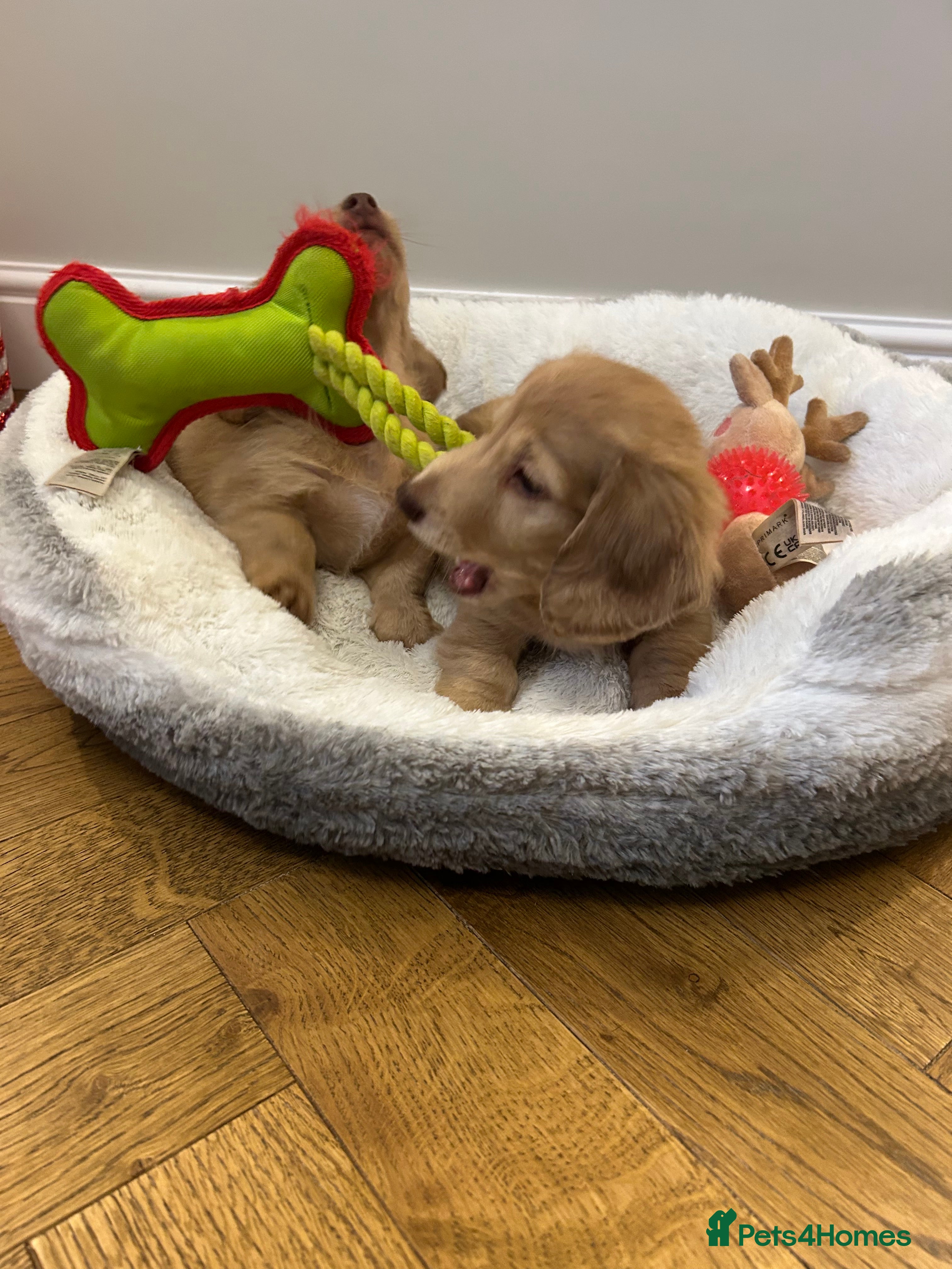 Miniature Dachshund dogs Miniature long hair English cream dachshund  - Advert 9