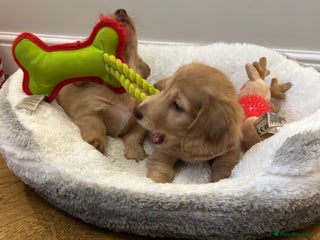 Miniature Dachshund dogs Miniature long hair English cream dachshund - Advert 12