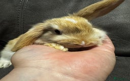 Mini Lop rabbits for sale: Gorgeous Bucks available  - Image 11