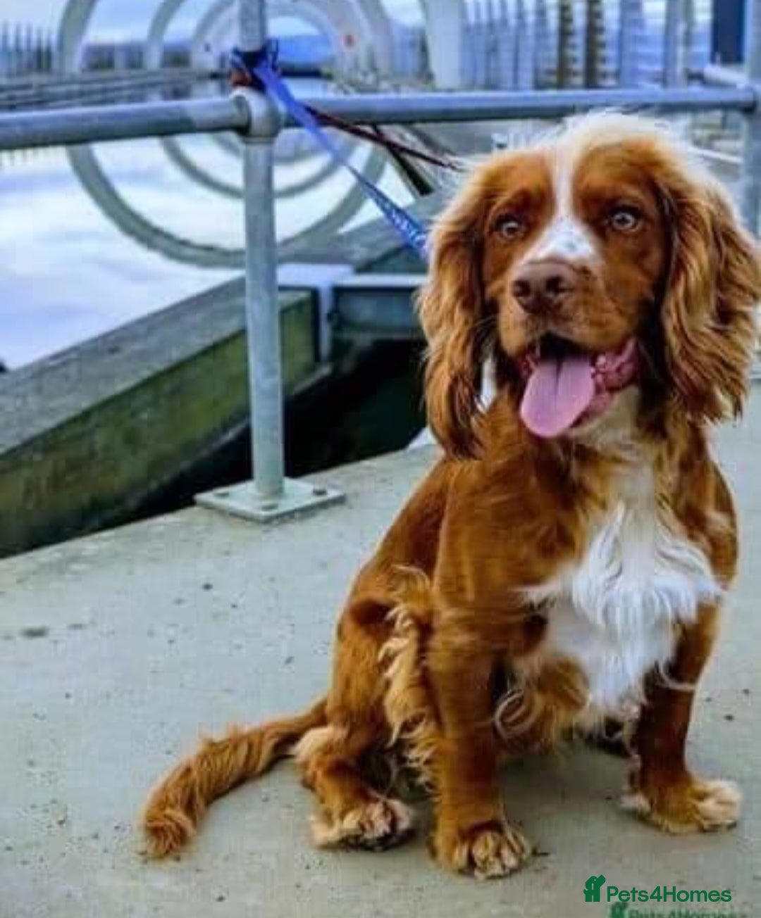 Cocker Spaniel dogs Red fox cocker in his prime - Advert 8