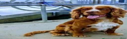 Cocker Spaniel dogs for stud: Red fox cocker in his prime - Advert 4