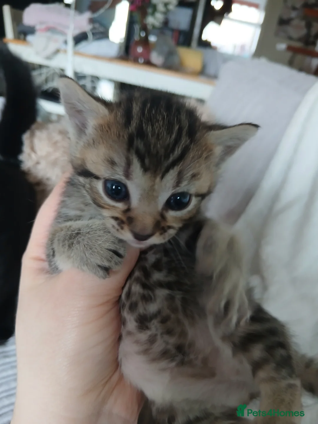 British Shorthair cats for sale: Kittens for sale - Advert 2