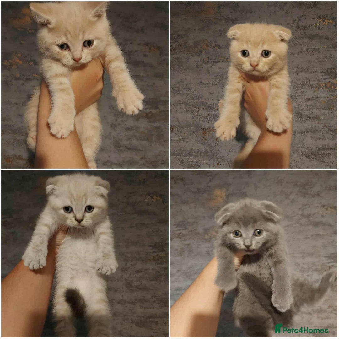 British Shorthair cats for sale: British shorthair kittens and scotish fold  - Image 2
