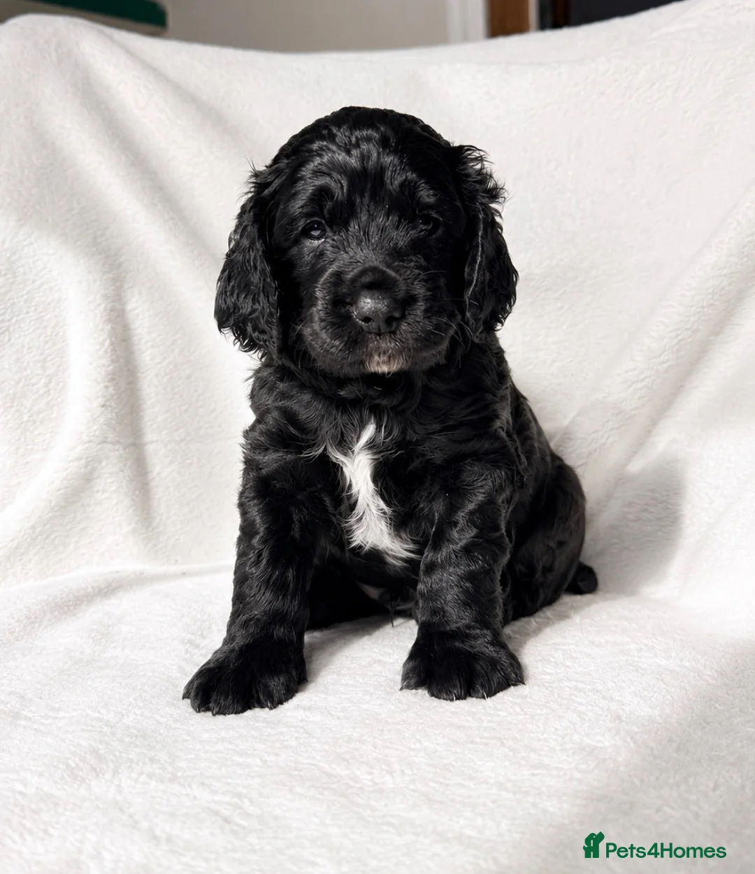 Mixed Breed dogs for sale: Sprockerpoo puppies  - Advert 2