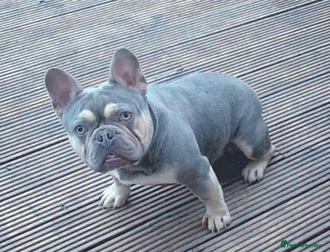 French Bulldog dogs for stud: BEAUTIFUL LILAC AND TAN FRENCH BULLDOG in Sunderland - Advert 39