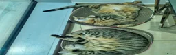 Arabian Mau cats for adoption: Bobby & Nemo - Advert 2