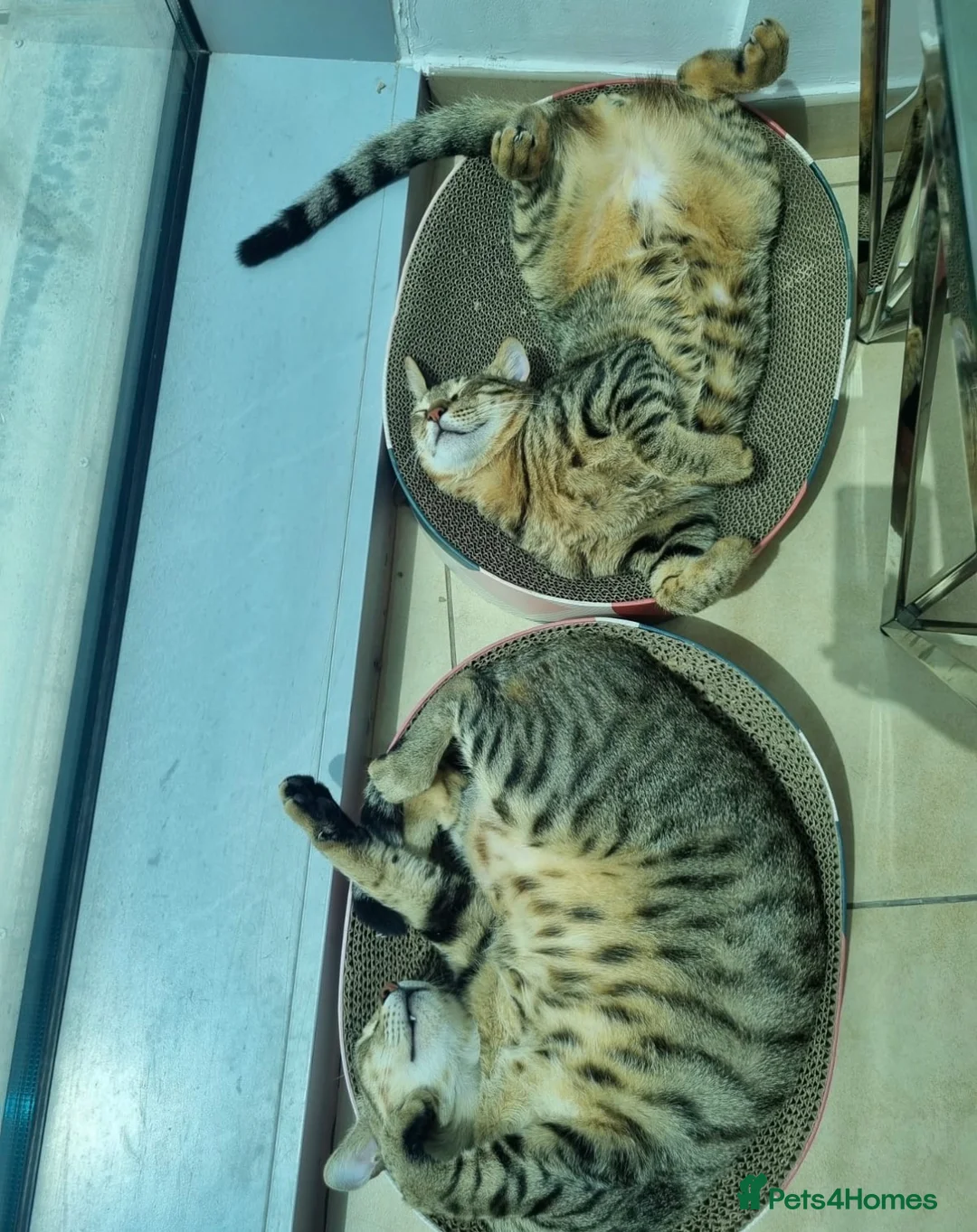 Arabian Mau cats for adoption: Bobby & Nemo - Advert 2