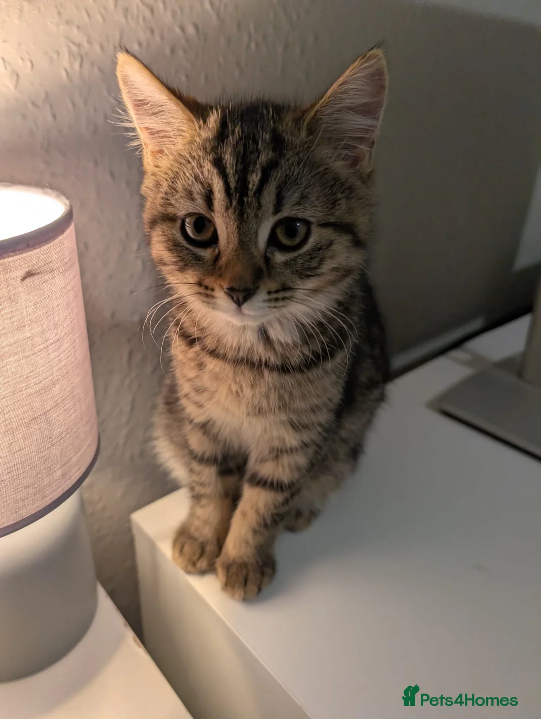 British Shorthair cats for sale: Female Tabby  - Advert 5