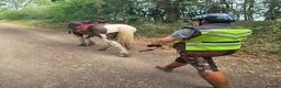 Other Breed horses for sale: 13.3 Cob x American Paint Gelding - Advert 2