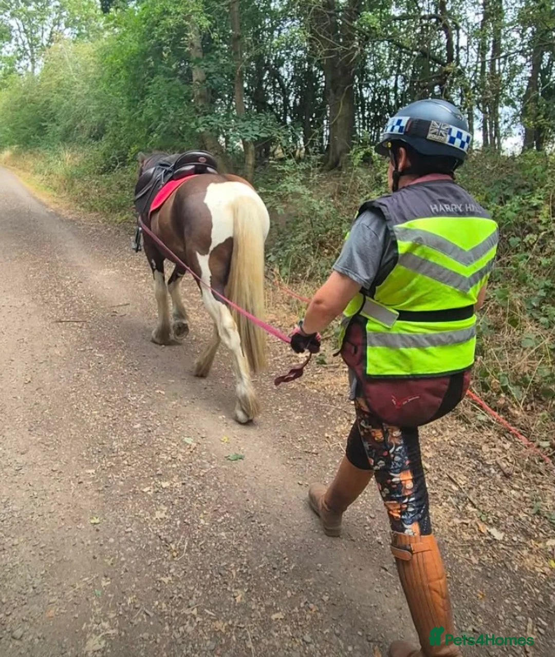 Other Breed horses for sale: 13.3 Cob x American Paint Gelding - Advert 2
