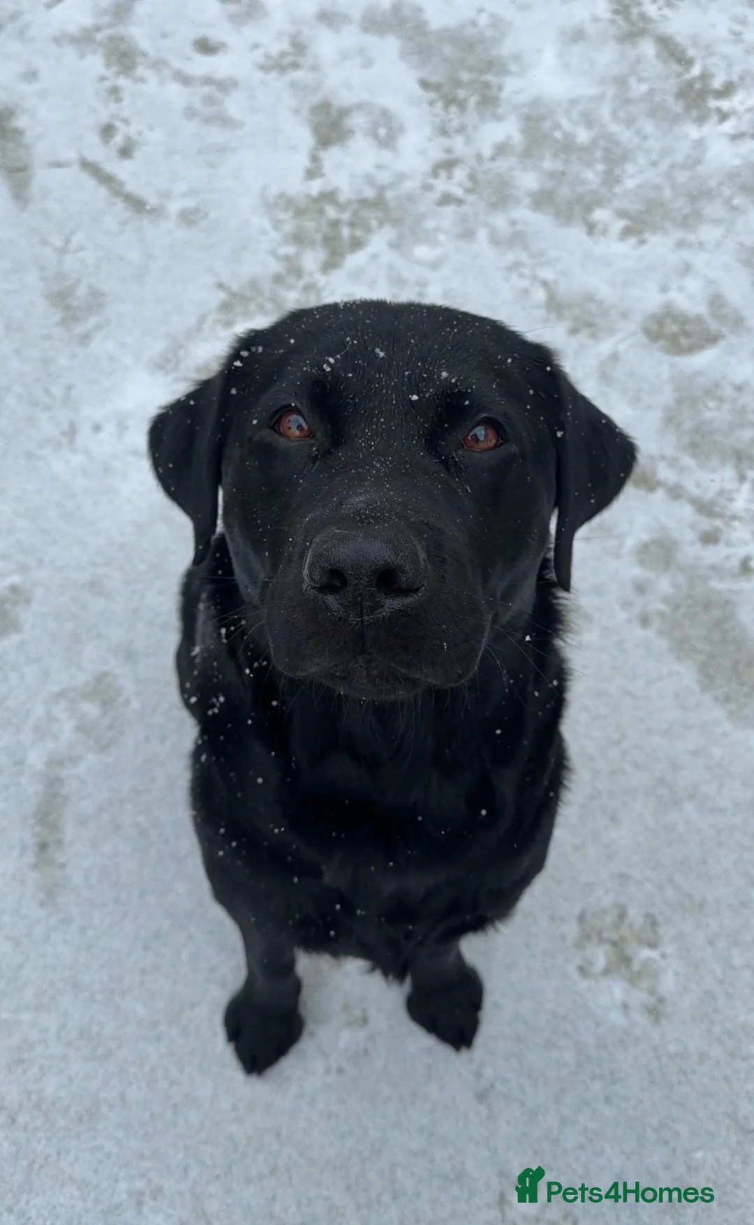 Labrador Retriever dogs for stud: BLACK LAB STUD DOG AVAILABLE – RALPH  in Bishop's Stortford - Advert 5