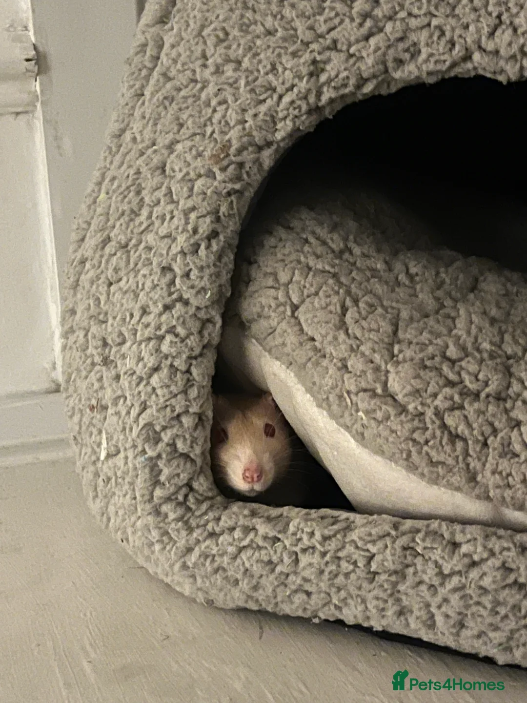 Rat rodents for sale: Dr Evil (Doc)- Male Albino Fancy Rat - Advert 4