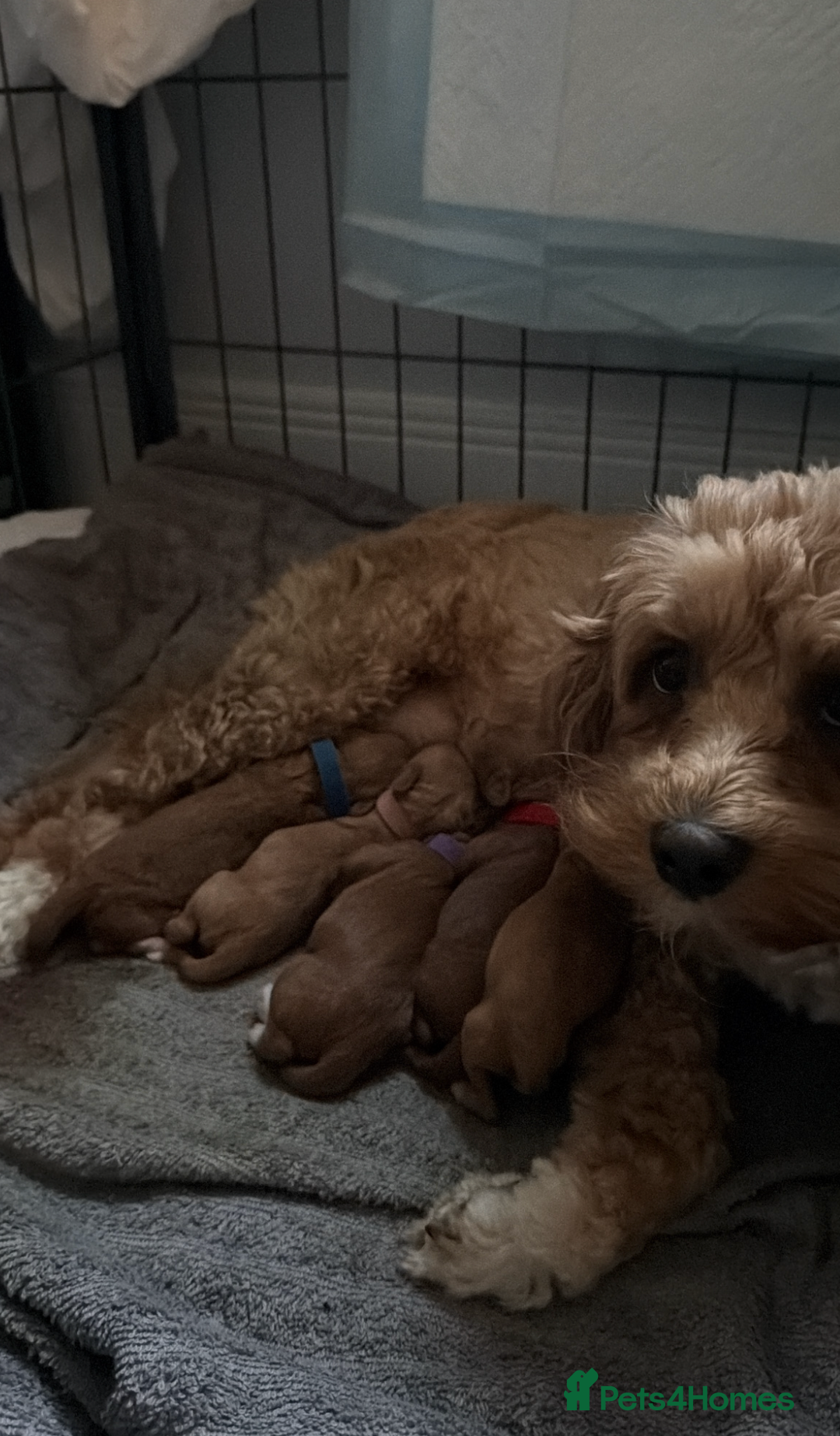 Cavapoochon dogs for sale: CAVAPOOCHON PUPPIES - ONLY 1 BOY LEFT - Advert 5