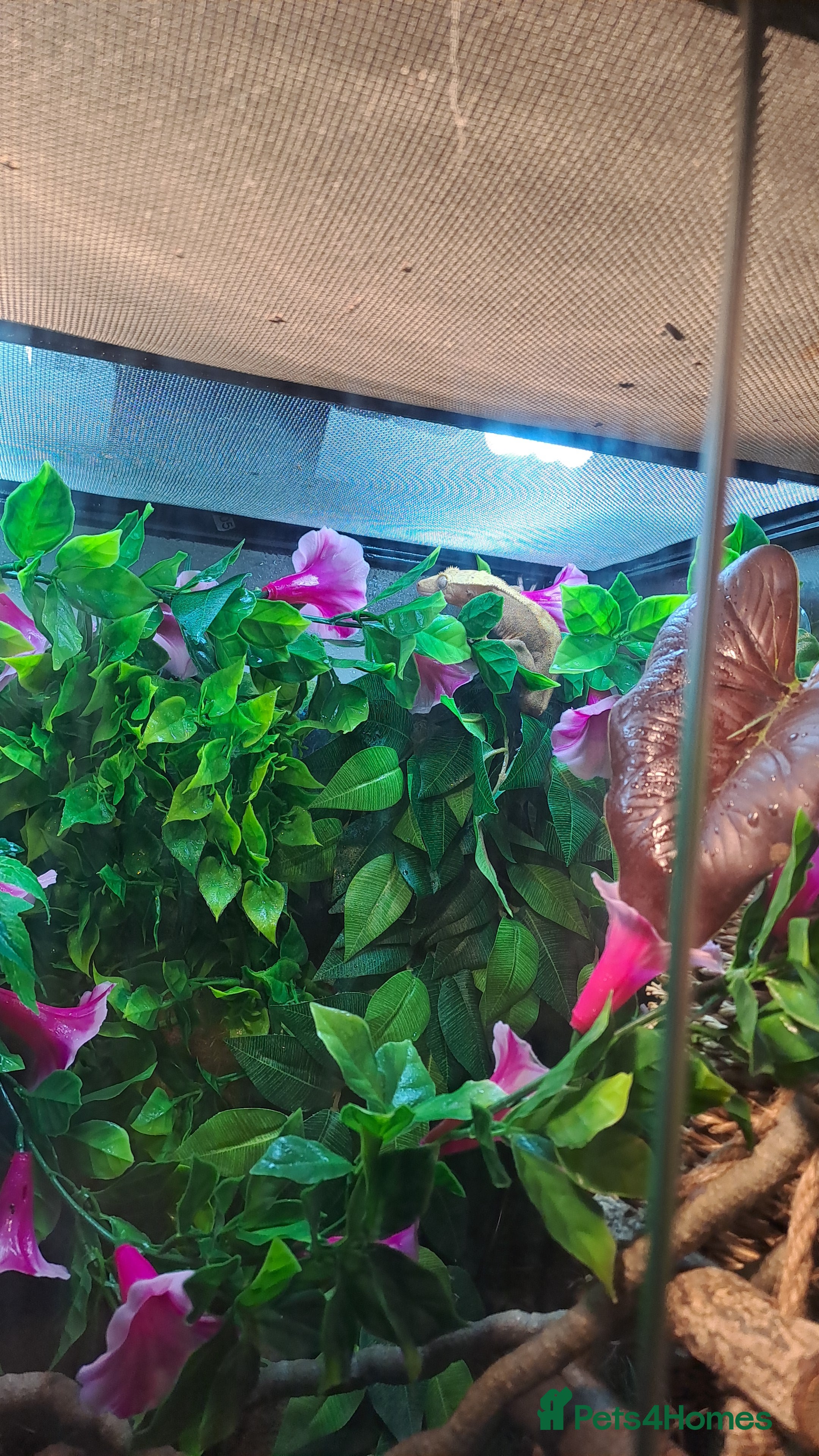 Gecko reptiles Crestic geko and full viv set up  - Advert 6