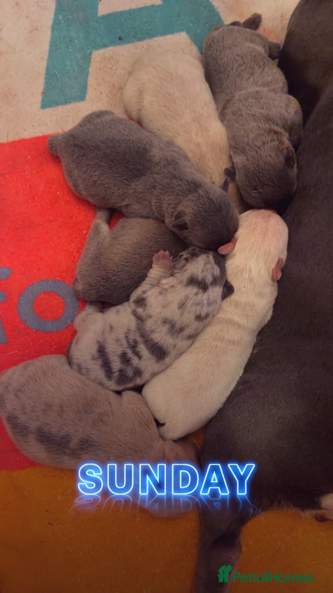 Chow Chow dogs for sale: French chows  - Image 3