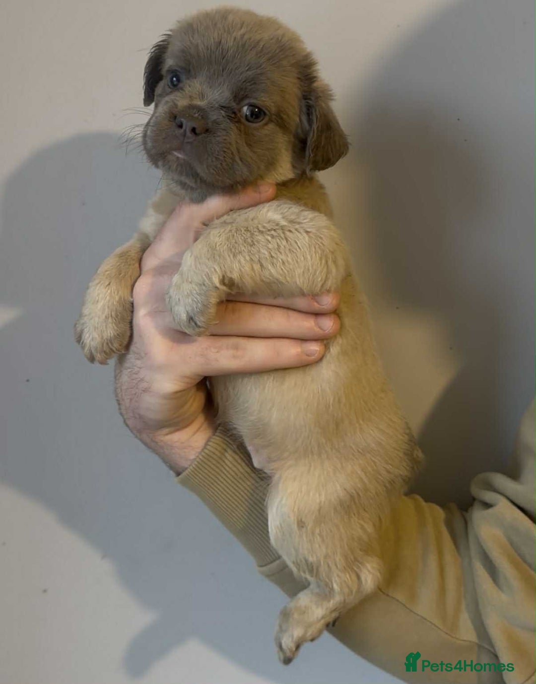 French Bulldog dogs for sale: French Bulldogs Fluffy - Advert 1