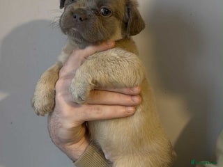 French Bulldog dogs French Bulldogs Fluffy - Advert 3