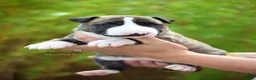 Bull Terrier dogs for sale: KC reg Bull terrier pups - Advert 3