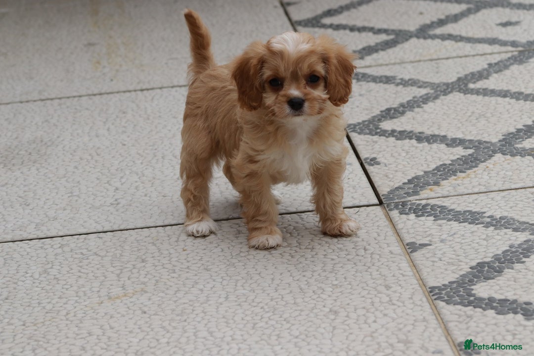 Cavapoo dogs for sale: F1 Cavapoo puppies for sale - Image 38