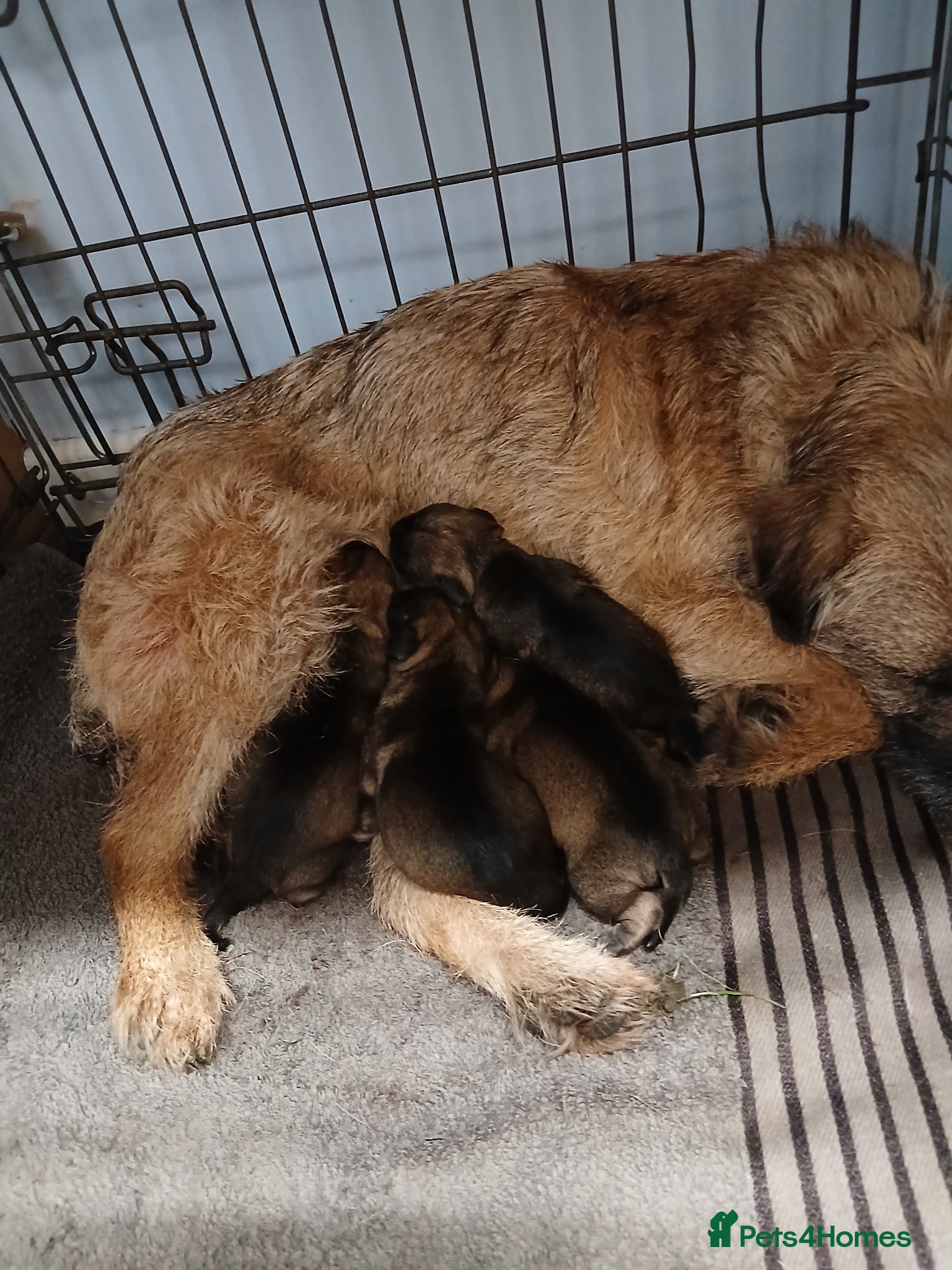 Border Terrier dogs Border terries puppies - Advert 3
