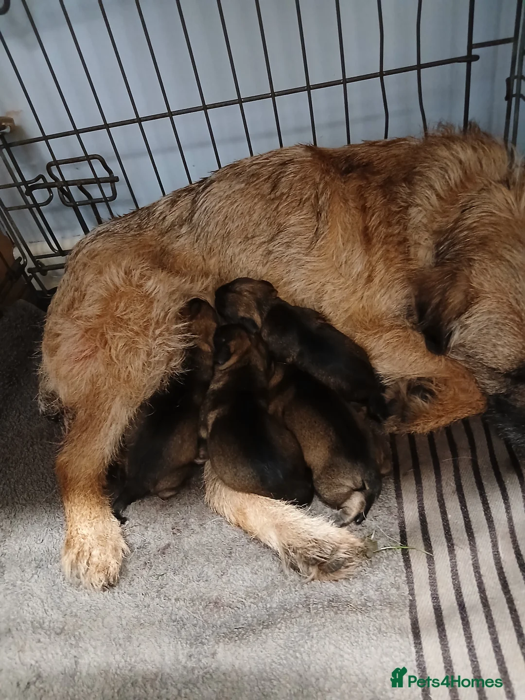 Border Terrier dogs for sale: Border terries puppies - Advert 1
