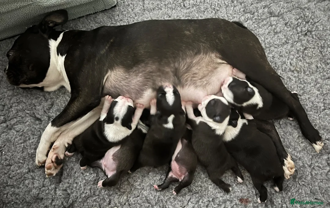 Boston Terrier dogs for sale: Bostixon KC Registered Boston Terrier Puppies - Advert 1