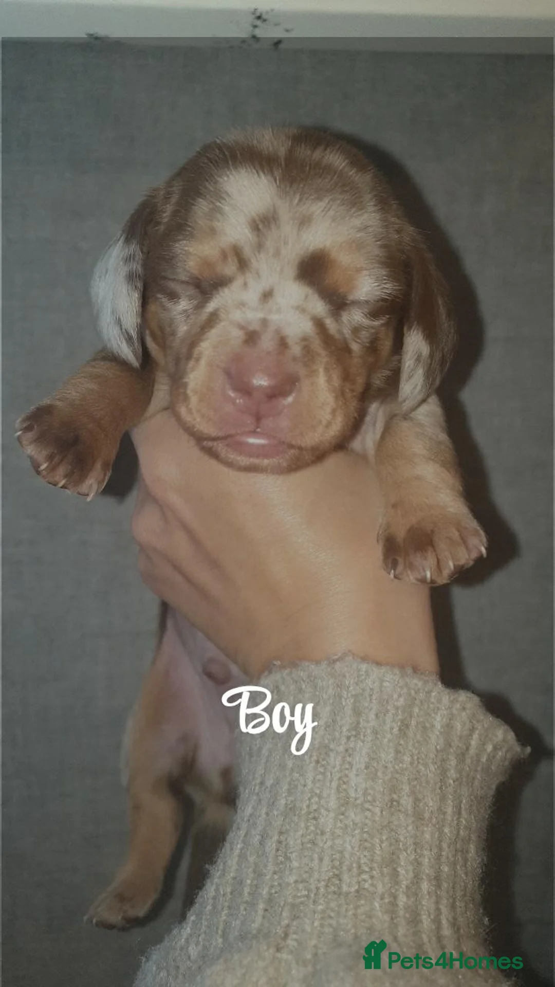 Miniature Dachshund dogs for sale: miniature dachshund - Advert 2