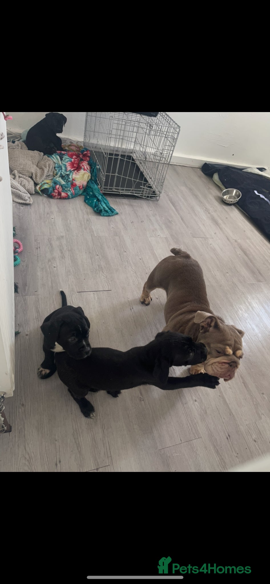 Mixed Breed dogs Cane Corsa x Bullmastiff - Advert 2