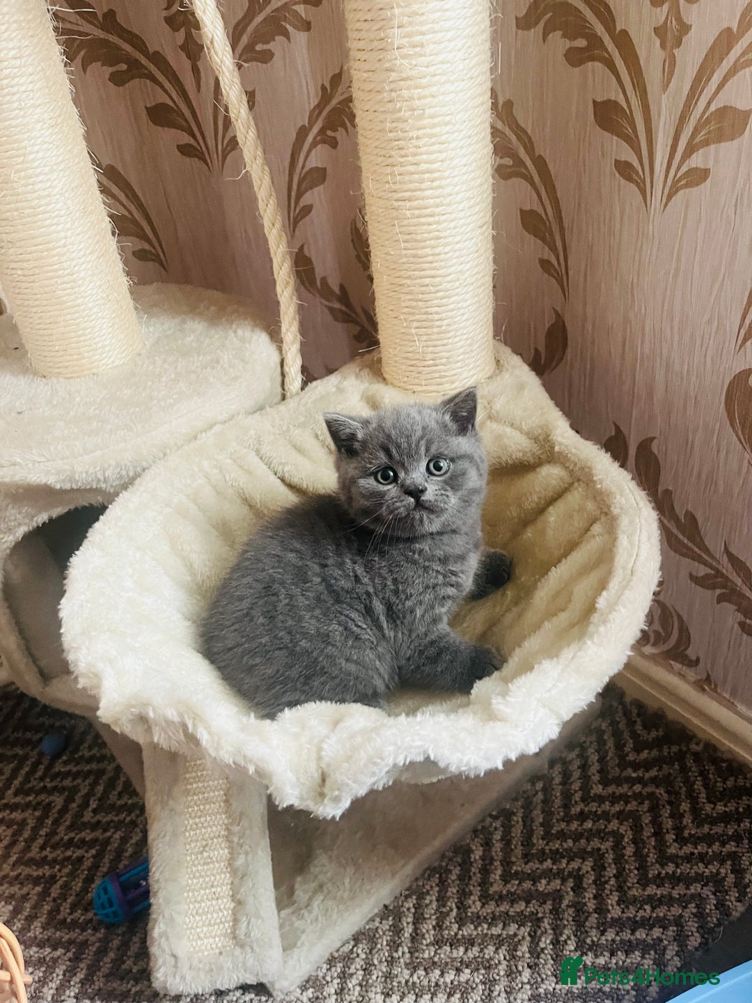 British Shorthair cats for sale: British shorthair kittens  - Image 4