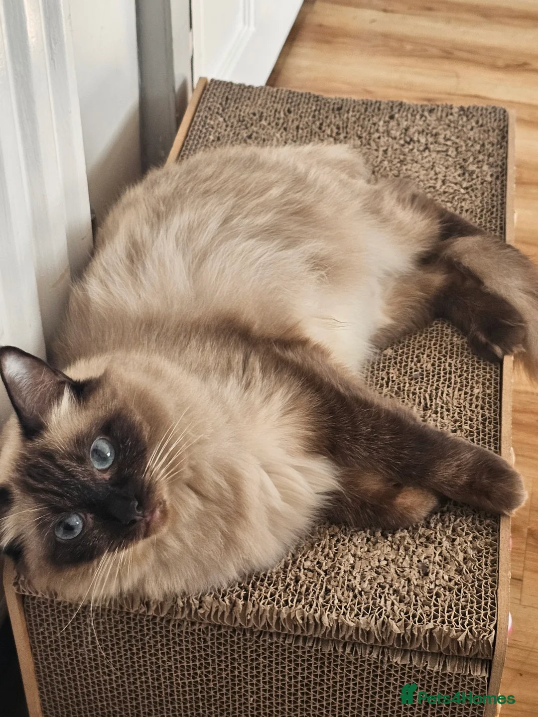 Mixed Breed cats for sale: Young Cats looking for a new home 🏡  - Advert 10